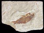 Bargain, Cretaceous Fossil Fish - Lebanon #53924-1